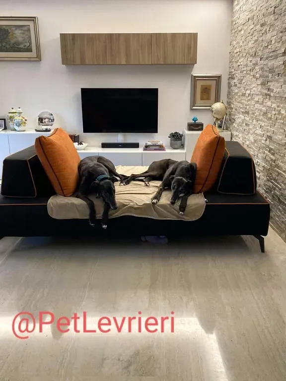 Eedie adozione levirieri greyhound 34