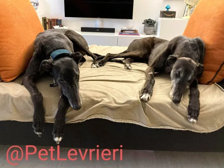 Eedie adozione levirieri greyhound 35
