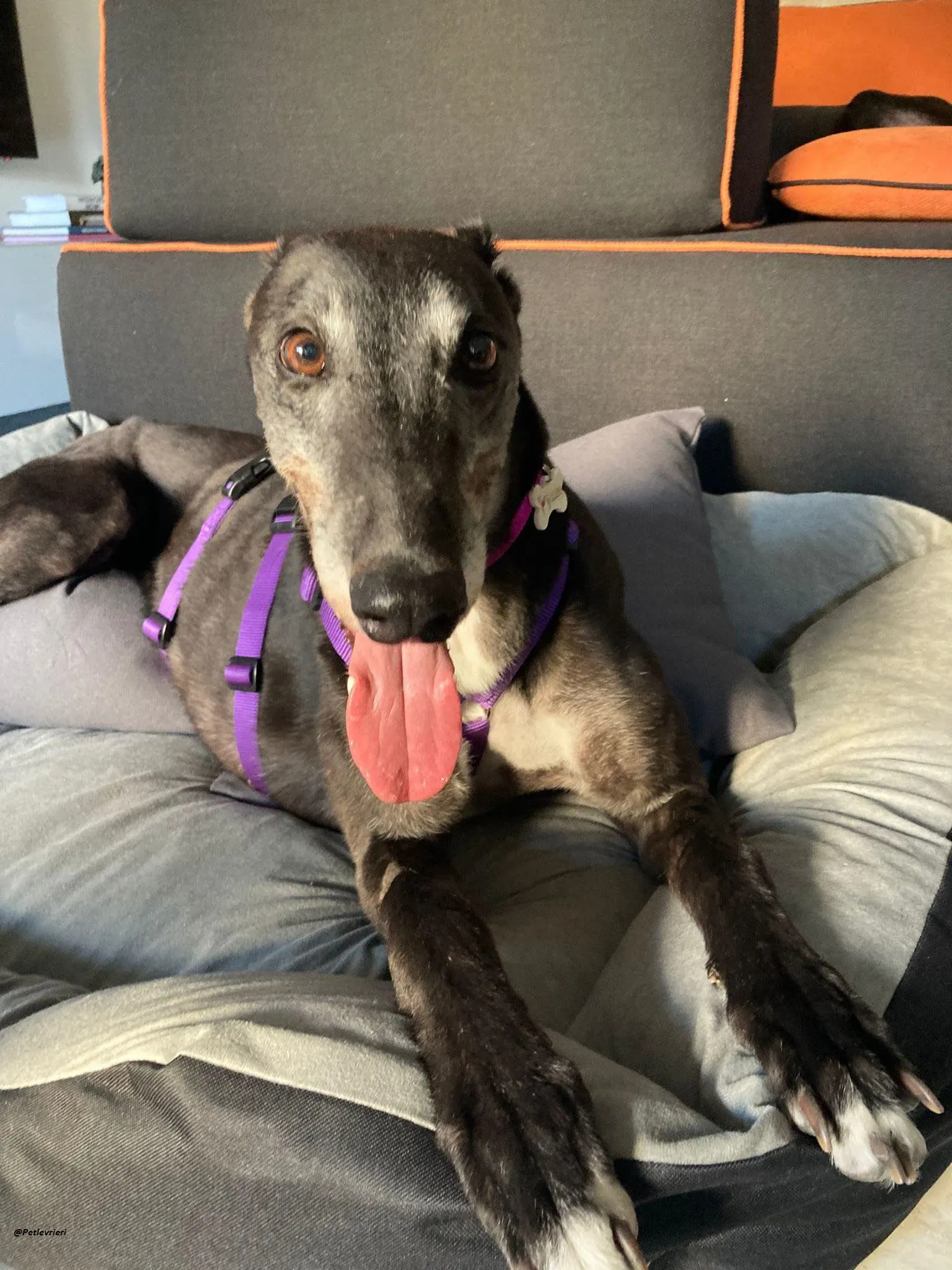 Eedie foster greyhound adozione levriero 1