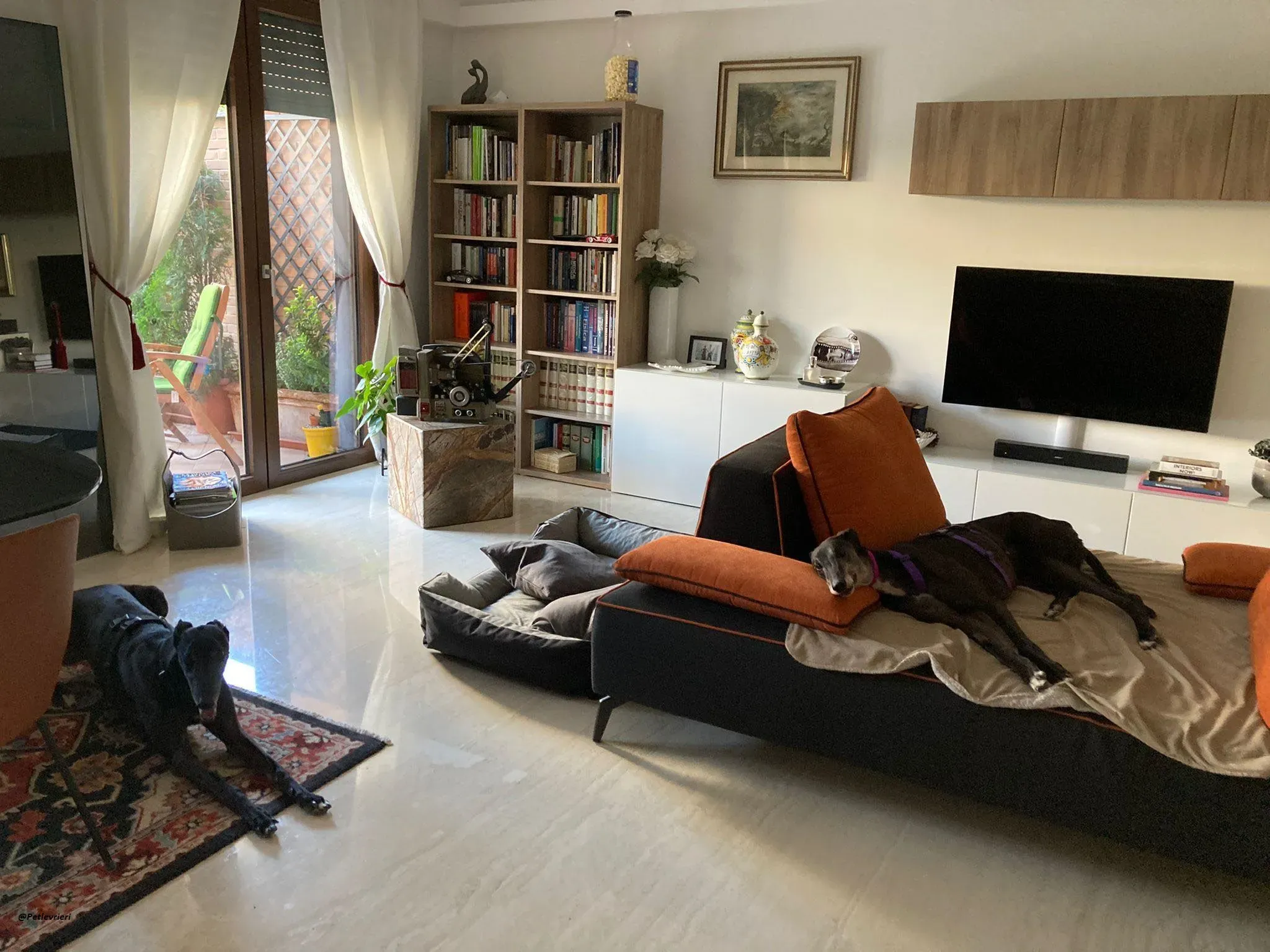 Eedie foster greyhound adozione levriero 2