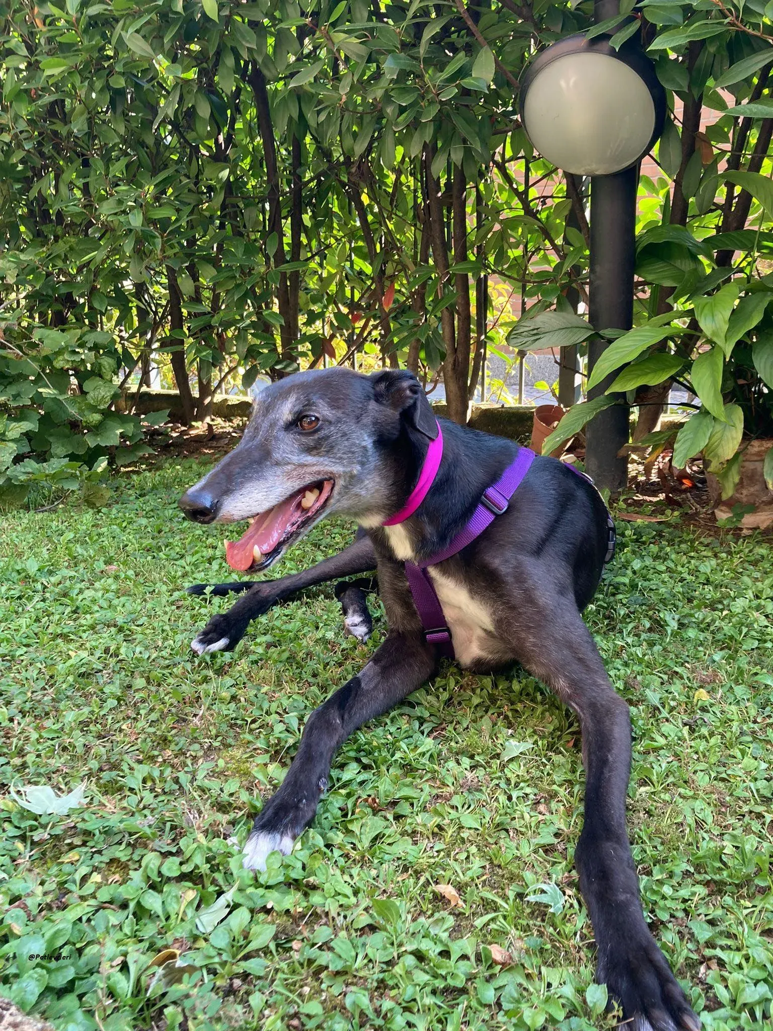 Eedie foster greyhound adozione levriero 3