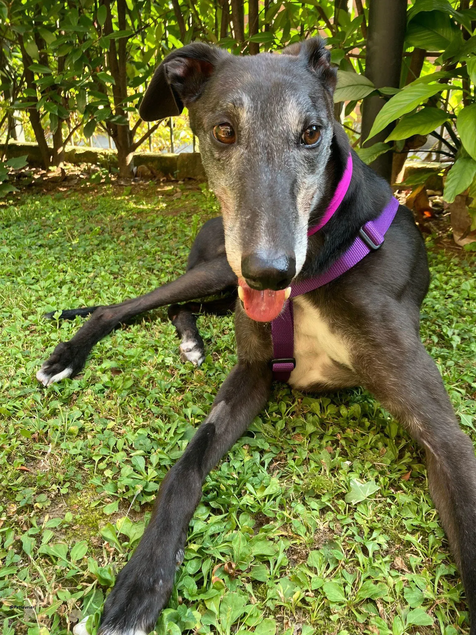 Eedie foster greyhound adozione levriero 4