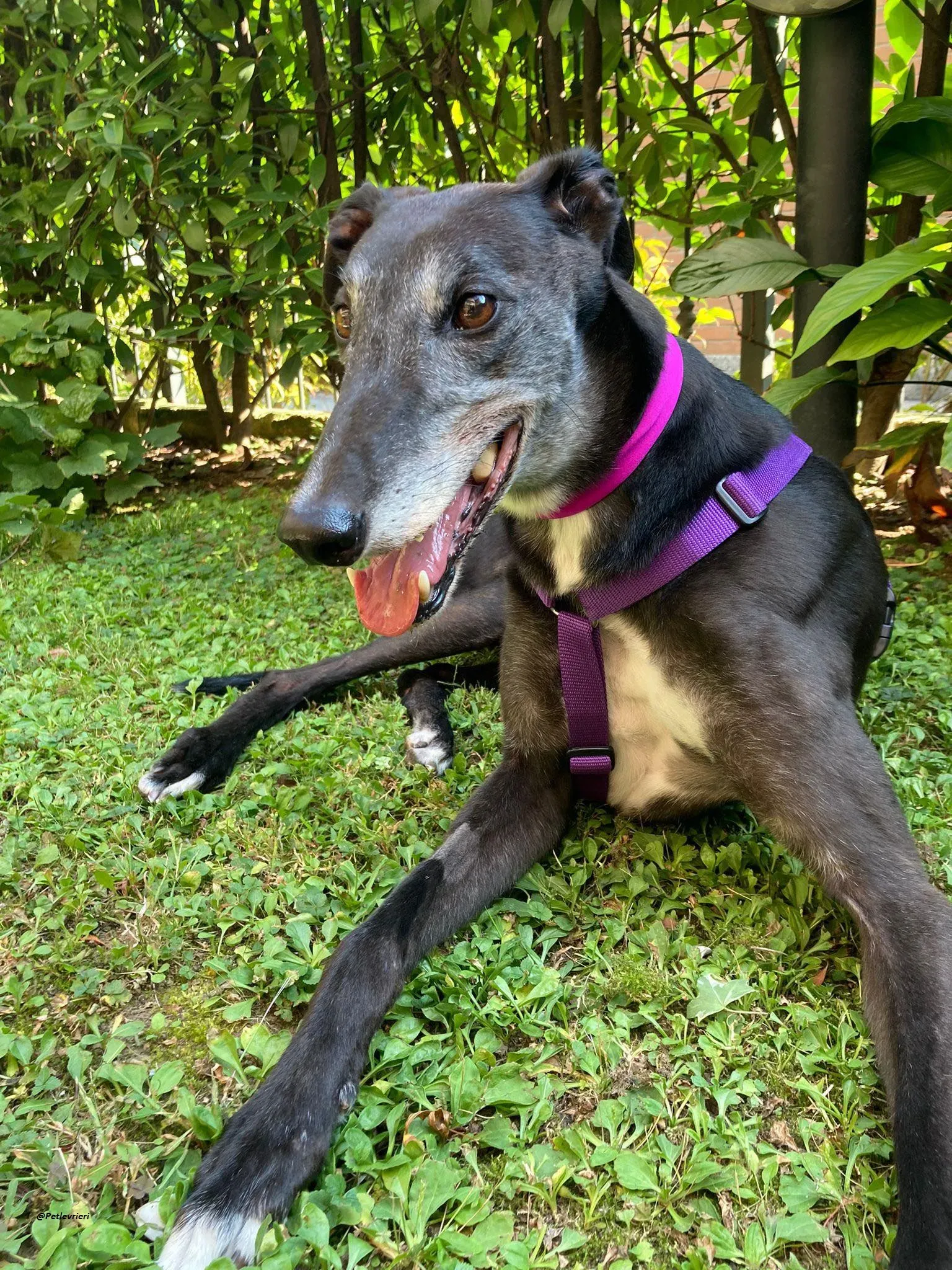 Eedie foster greyhound adozione levriero 5