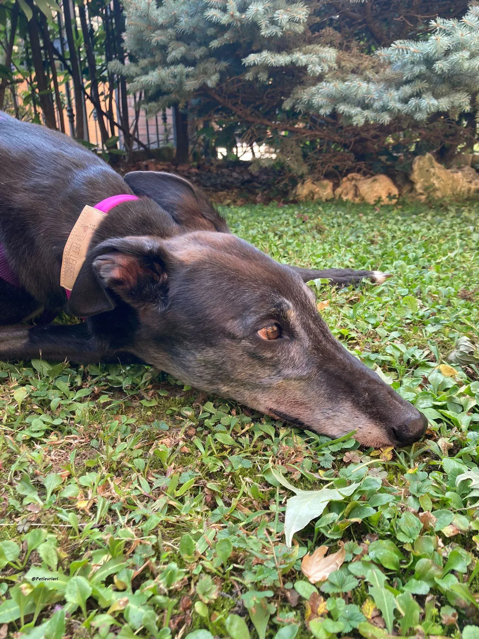 Eedie foster greyhound adozione levriero 6