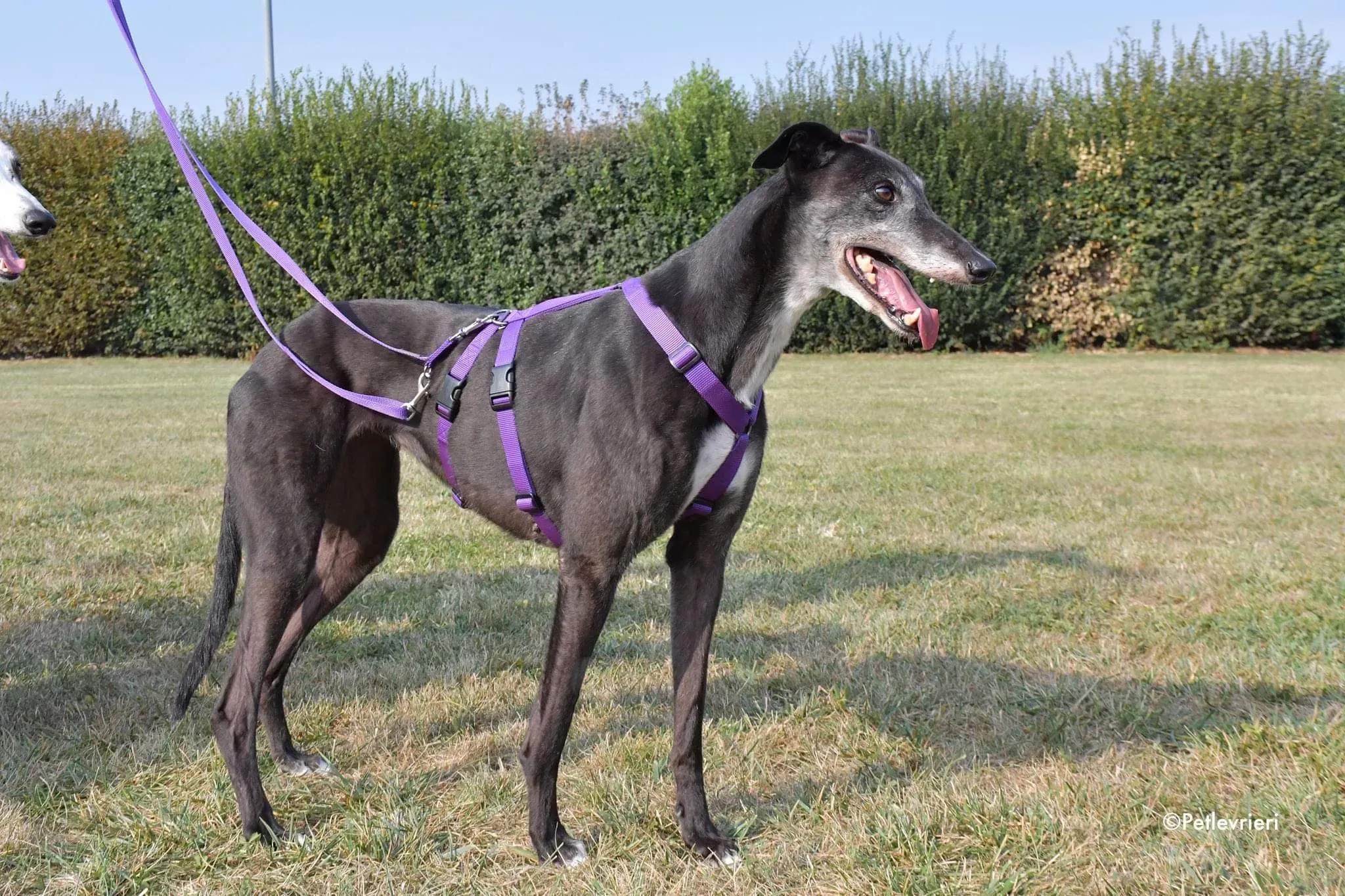 Eedie greyhound family foster adozione levrieri 1