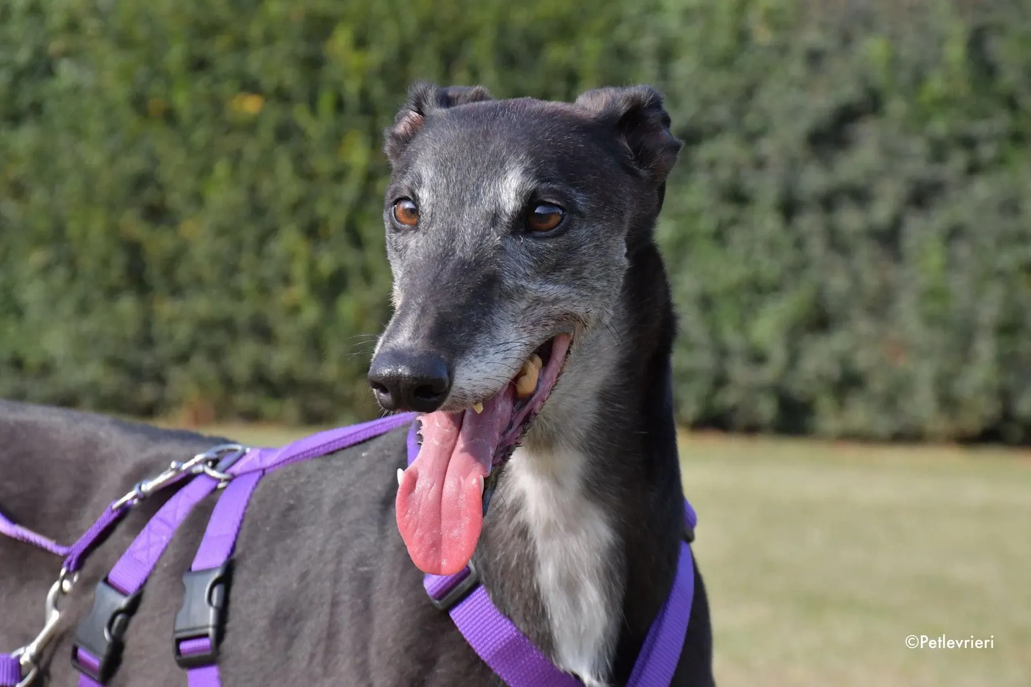 Eedie greyhound family foster adozione levrieri 10