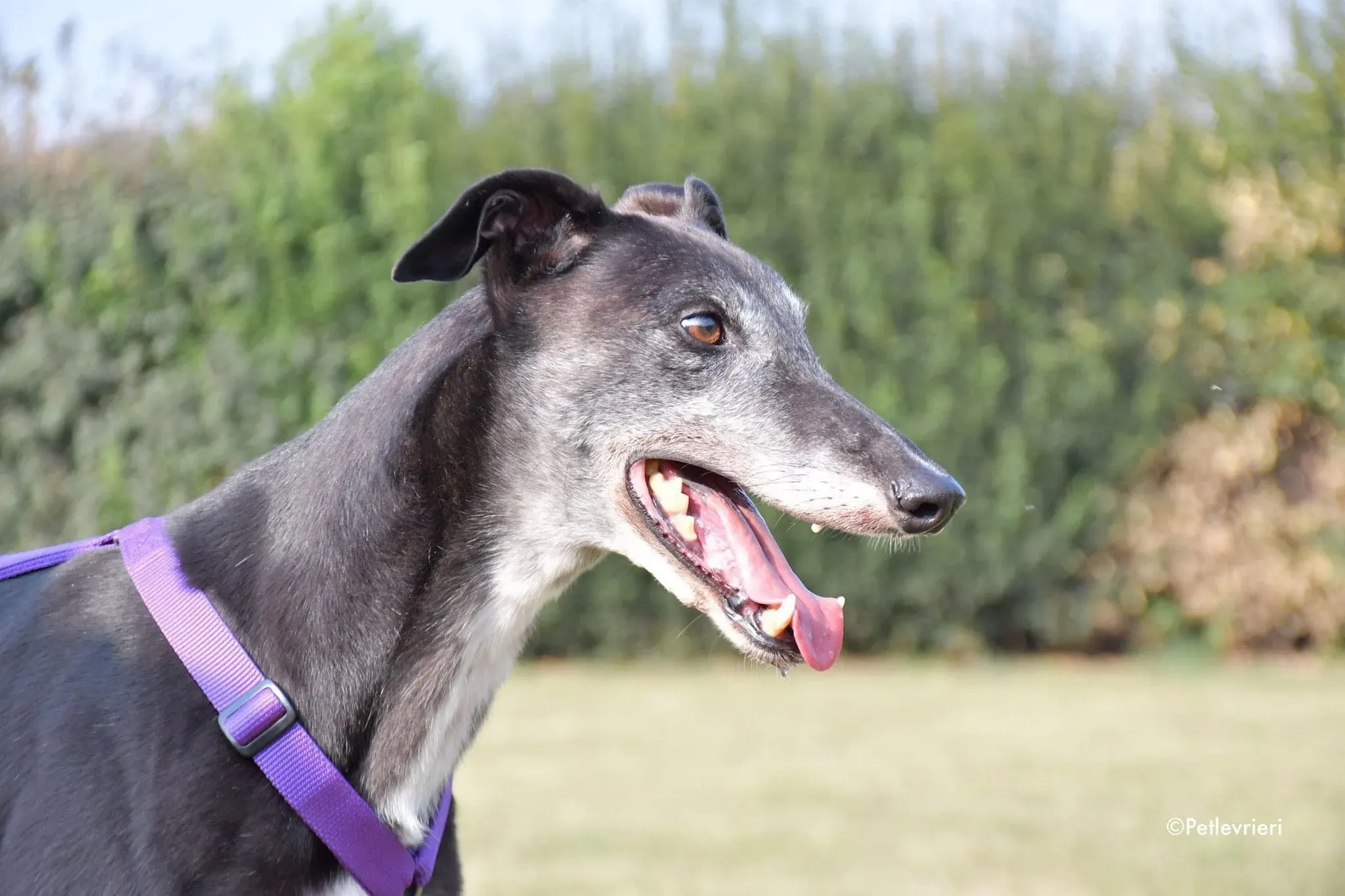 Eedie greyhound family foster adozione levrieri 11