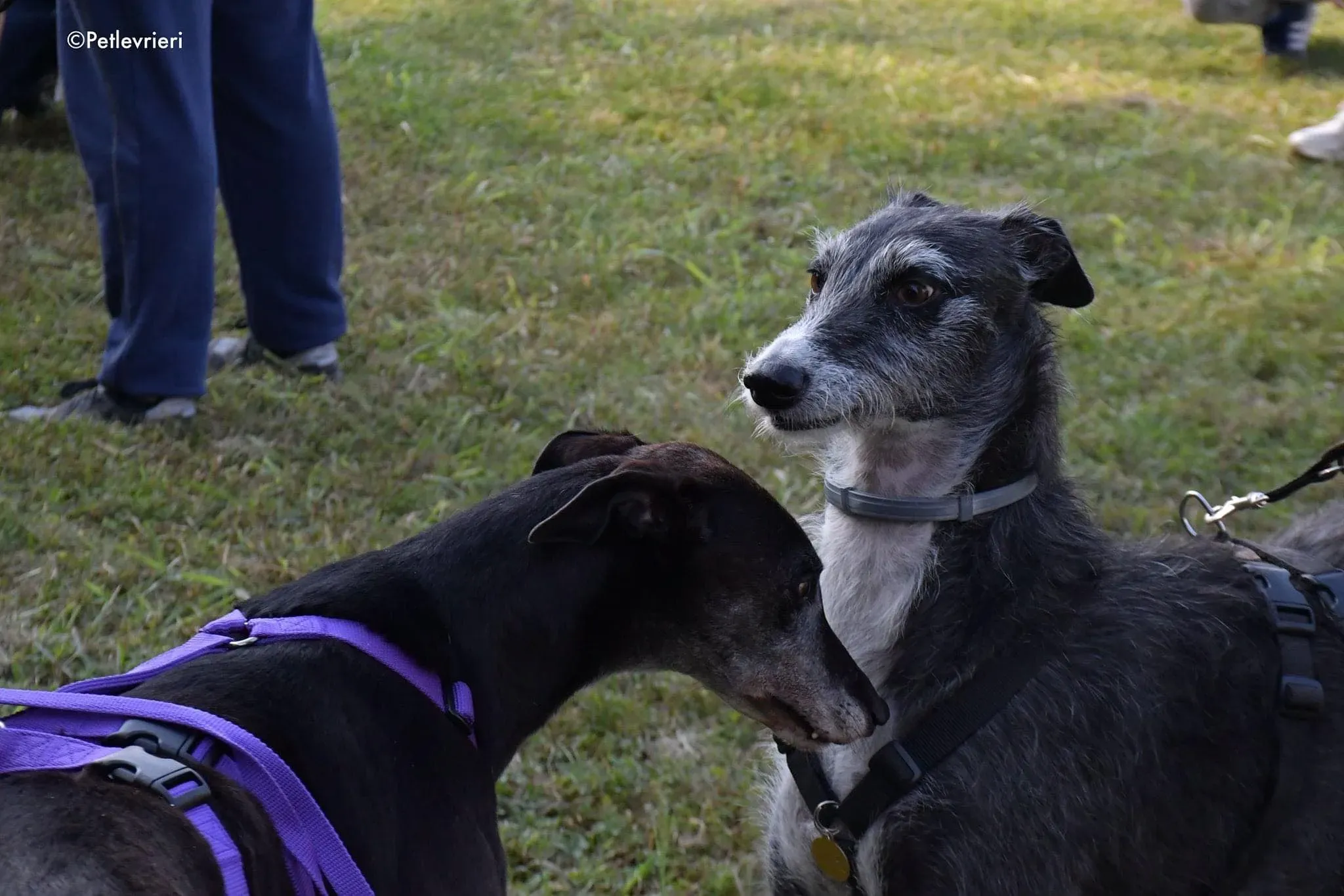 Eedie greyhound family foster adozione levrieri 12