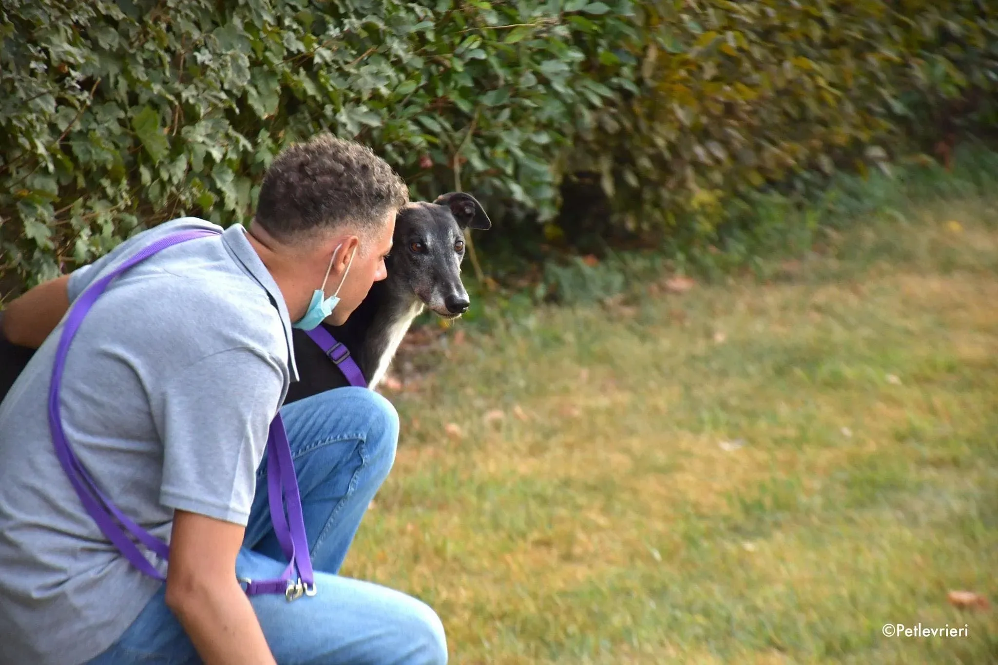 Eedie greyhound family foster adozione levrieri 13