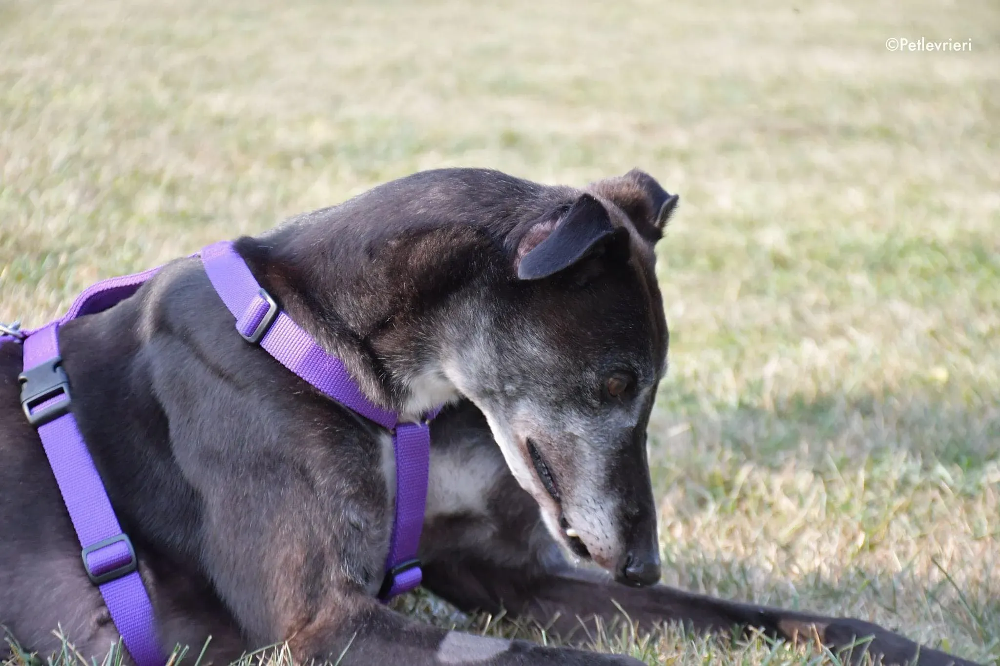 Eedie greyhound family foster adozione levrieri 14