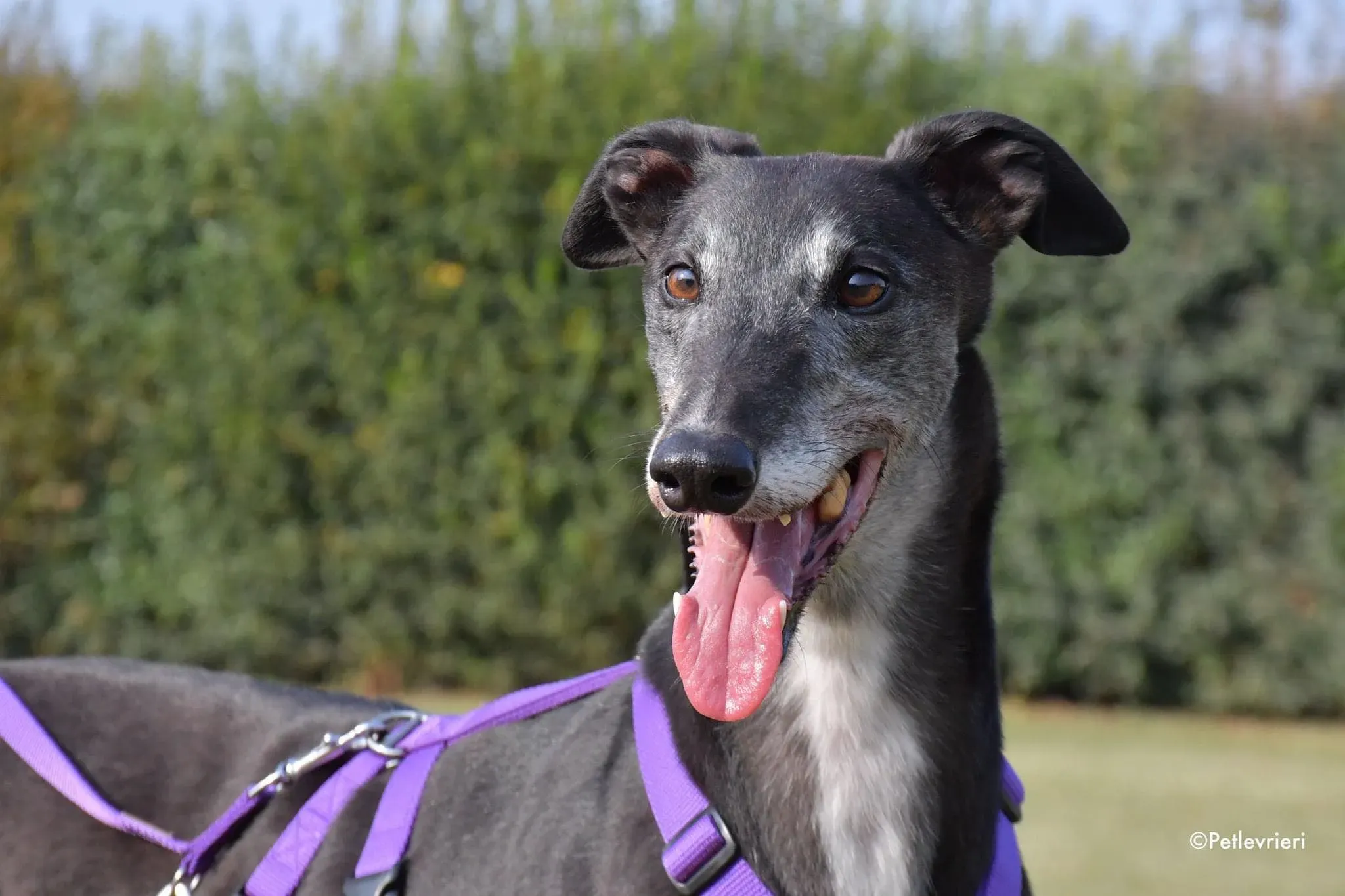 Eedie greyhound family foster adozione levrieri 2