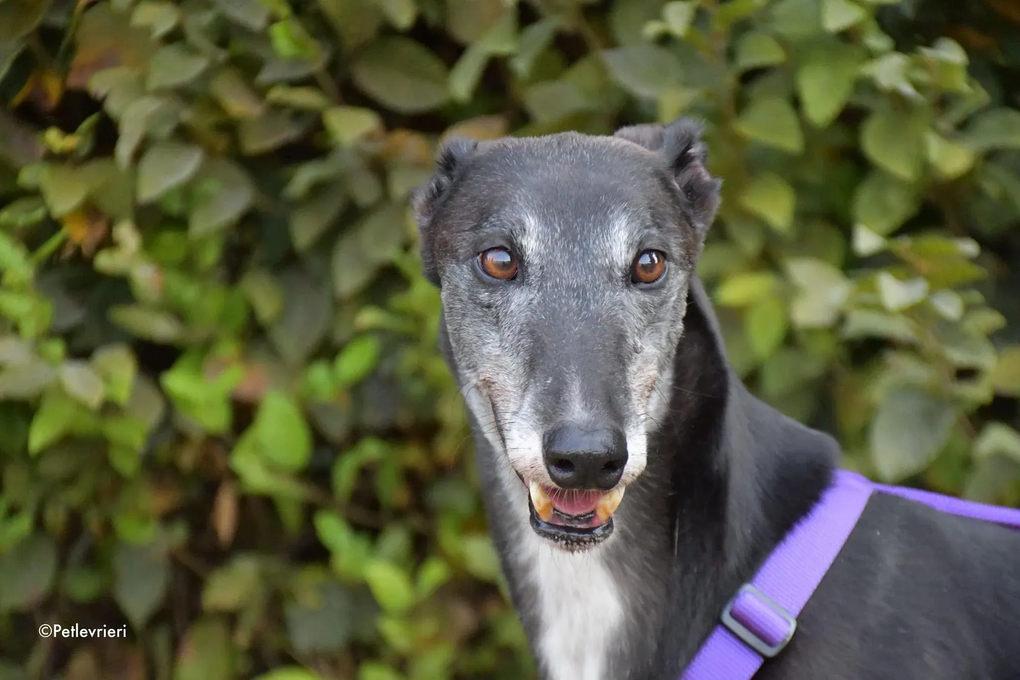 Eedie greyhound family foster adozione levrieri 3