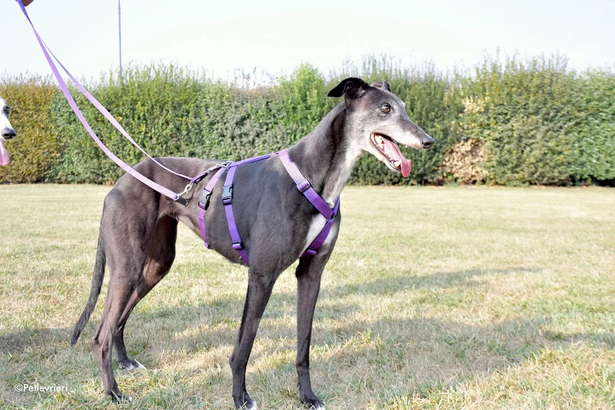 Eedie greyhound family foster adozione levrieri 4