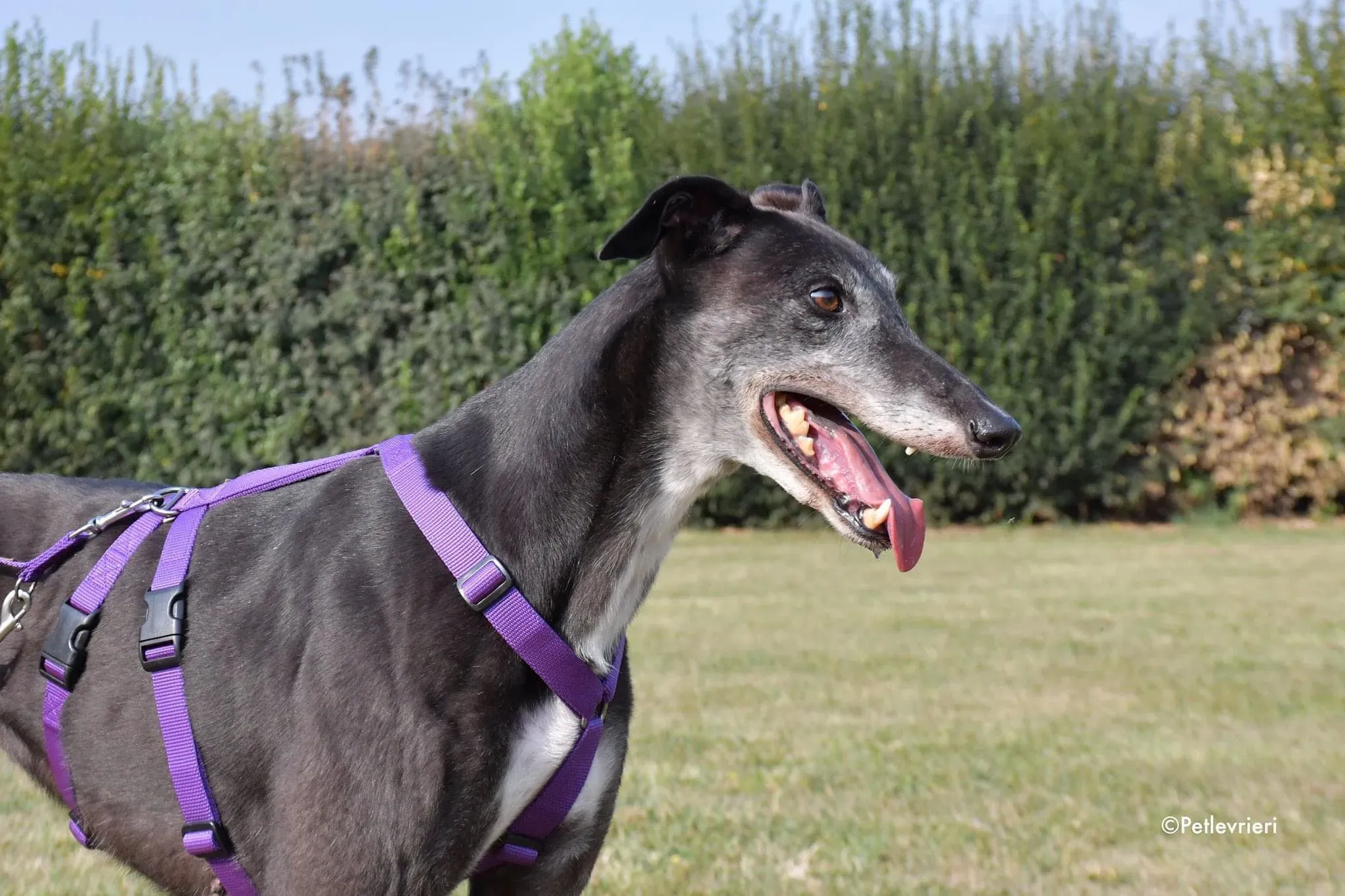 Eedie greyhound family foster adozione levrieri 5