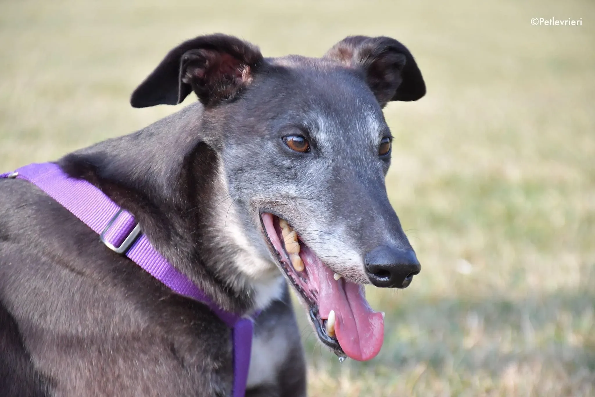 Eedie greyhound family foster adozione levrieri 6