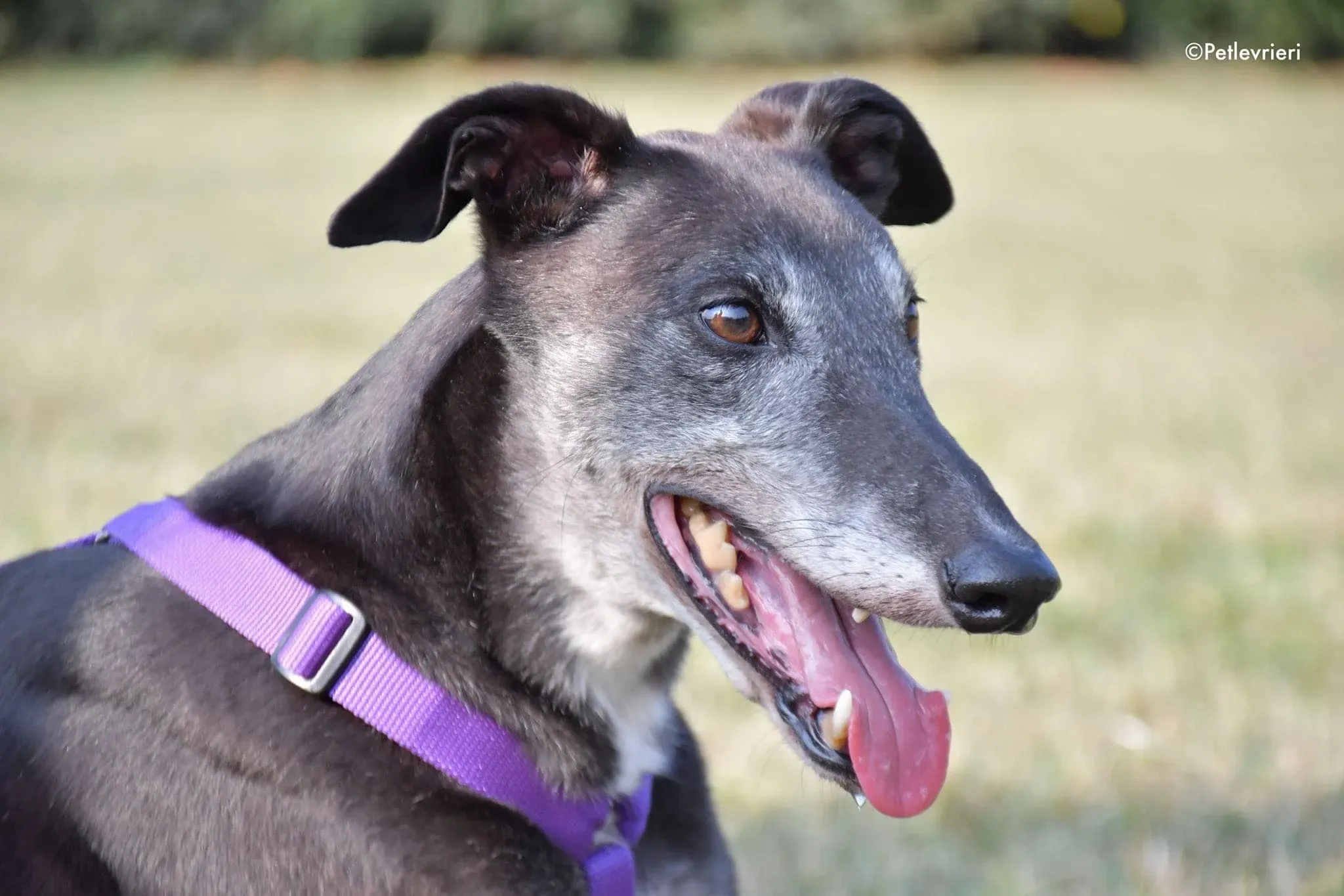 Eedie greyhound family foster adozione levrieri 7