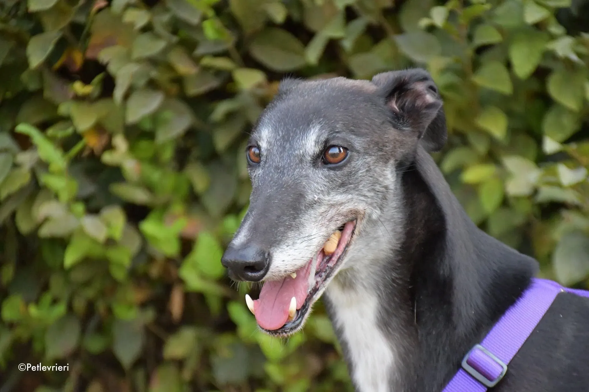 Eedie greyhound family foster adozione levrieri 8