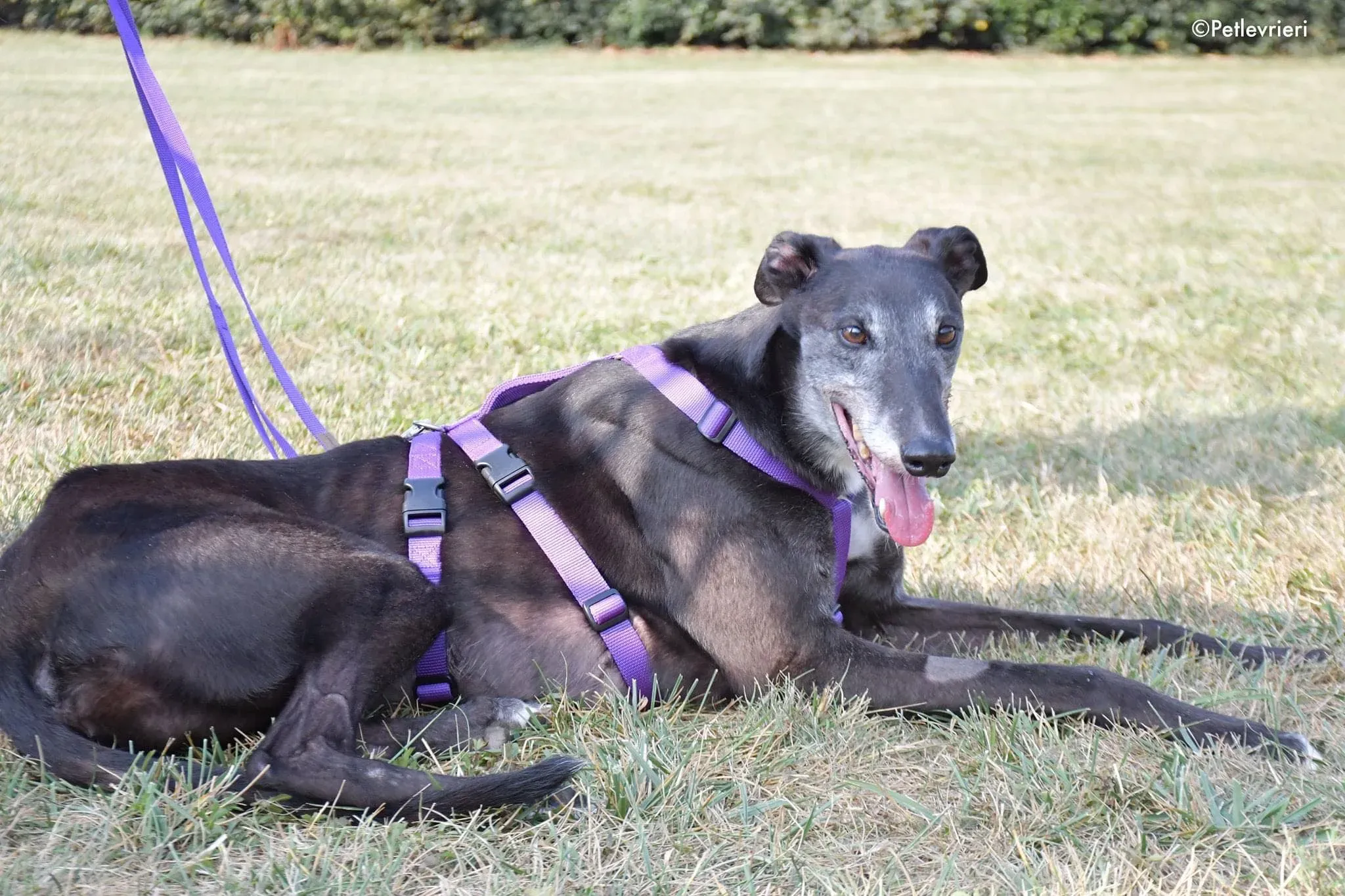 Eedie greyhound family foster adozione levrieri 9