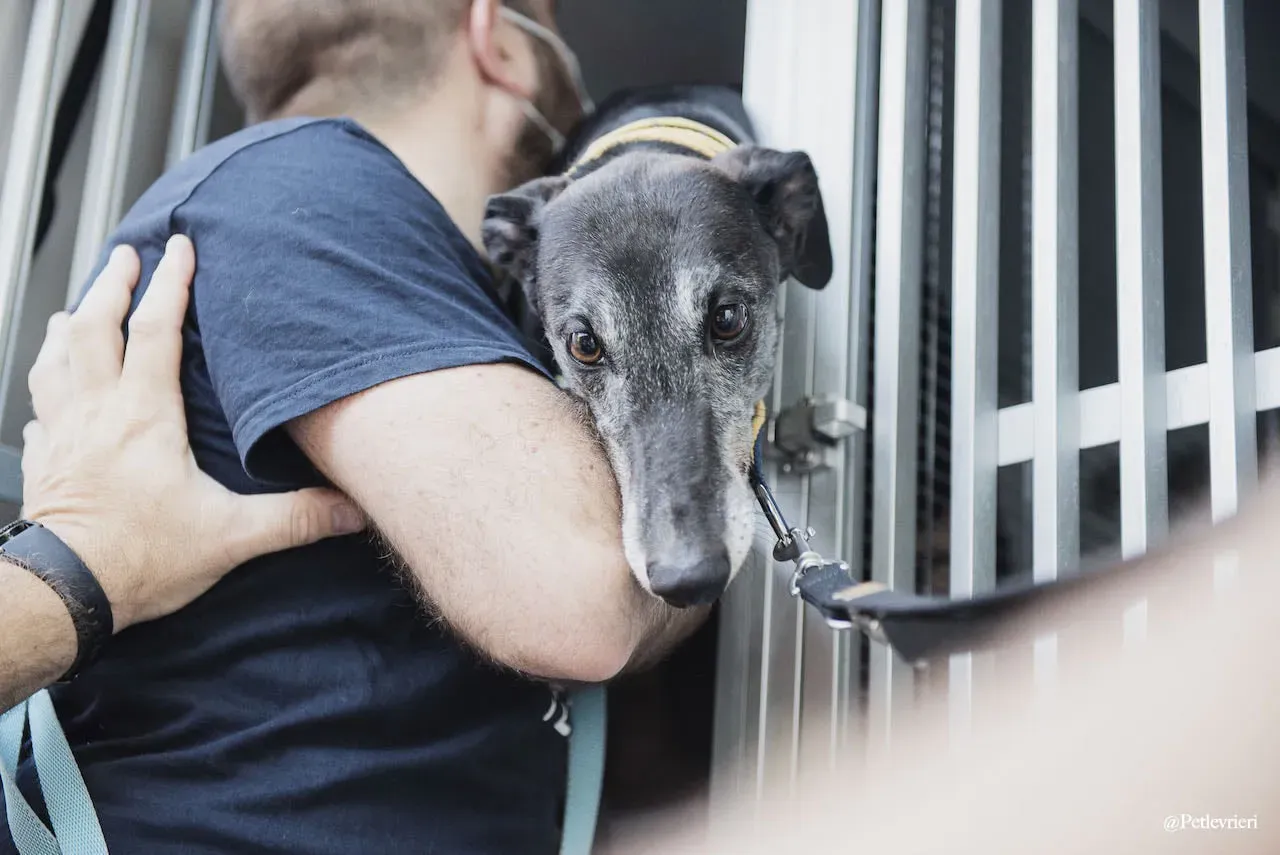 Eedie primogiorno greyhound italy adozione levrieri 1