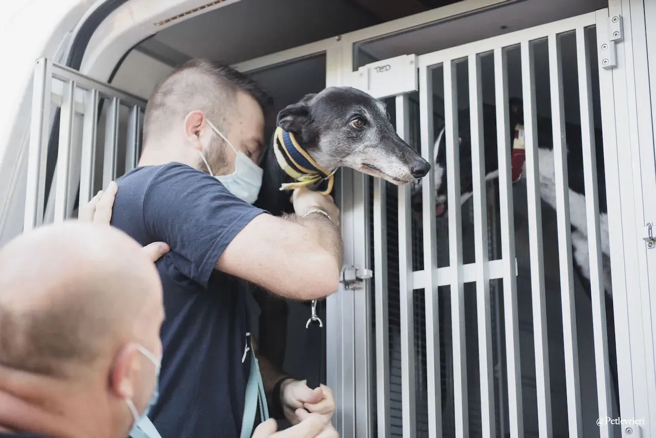 Eedie primogiorno greyhound italy adozione levrieri 2