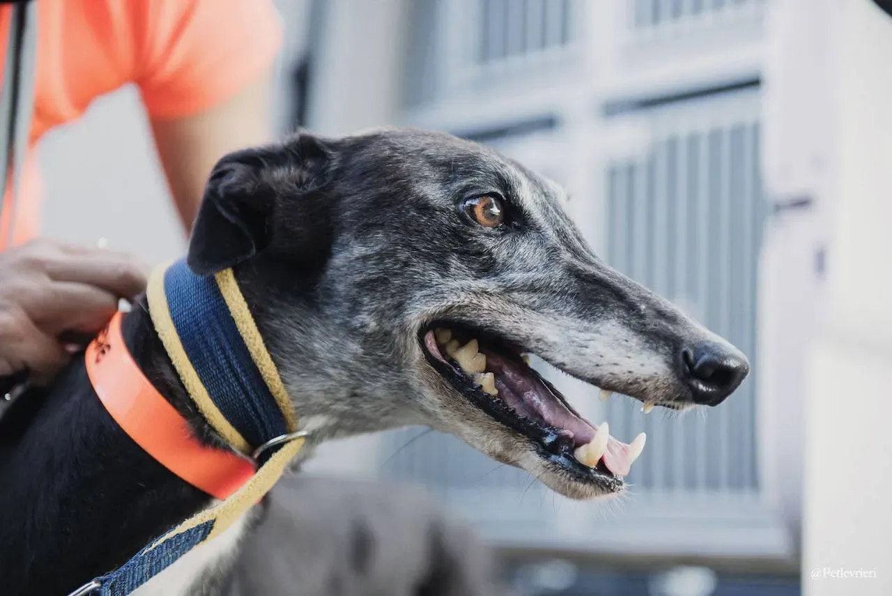 Eedie primogiorno greyhound italy adozione levrieri 3