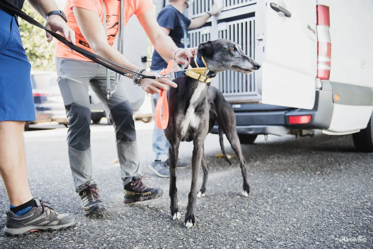 Eedie primogiorno greyhound italy adozione levrieri 4