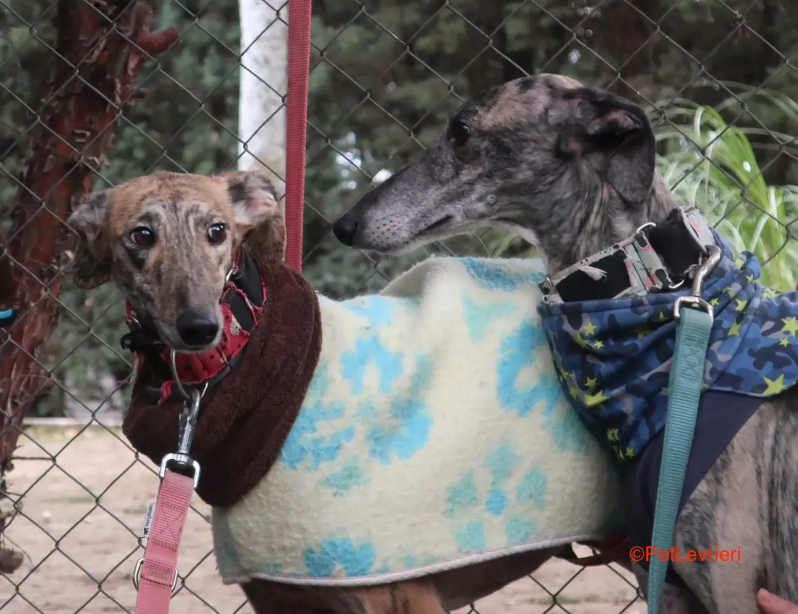 Effi E Cereza adozione levrieri galgo 3