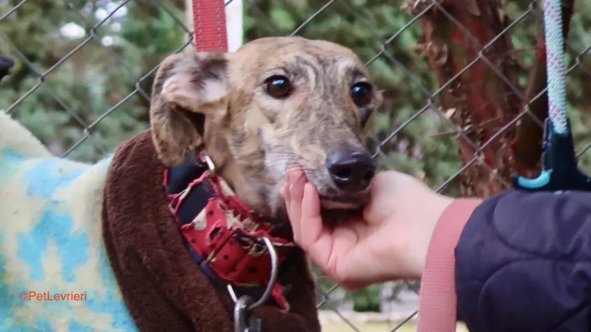 Effi adozione levrieri galgo 1