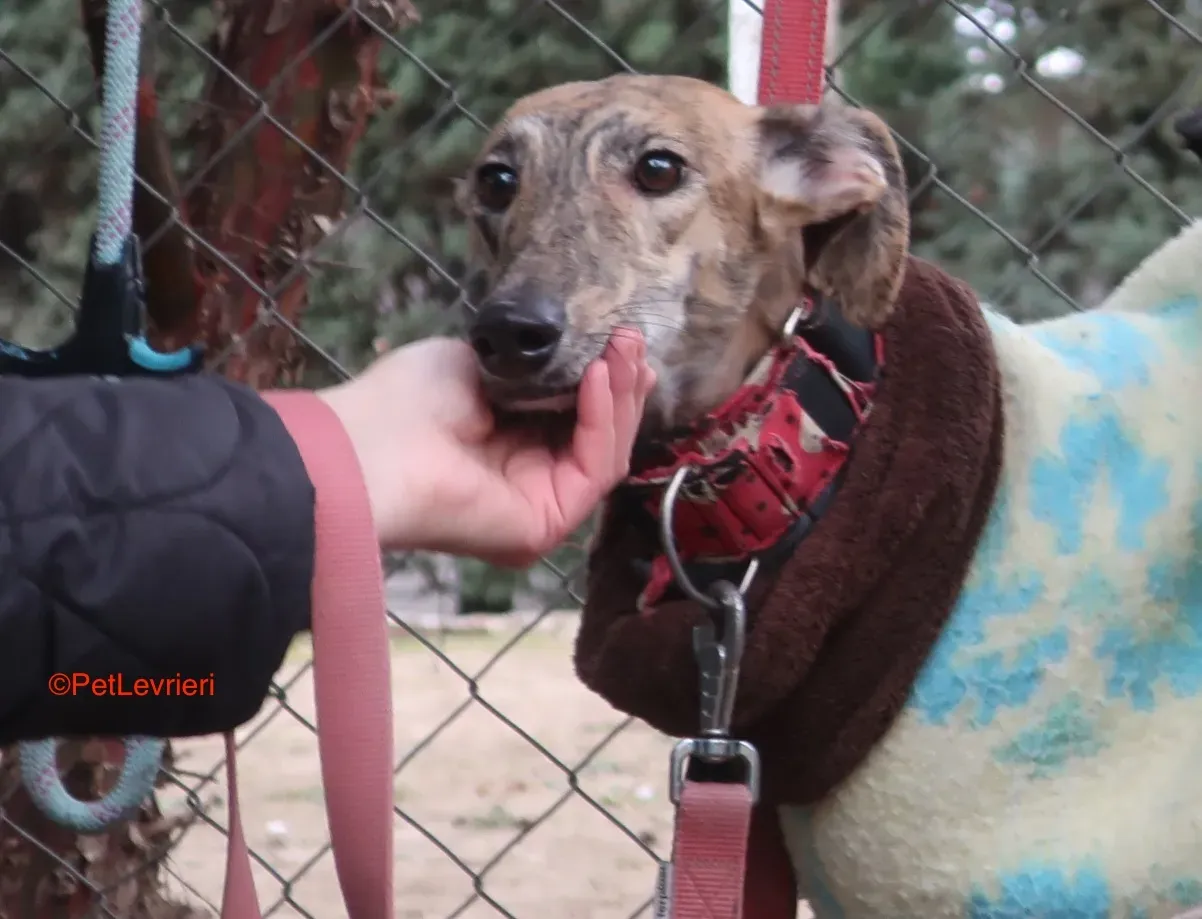 Effi adozione levrieri galgo 2
