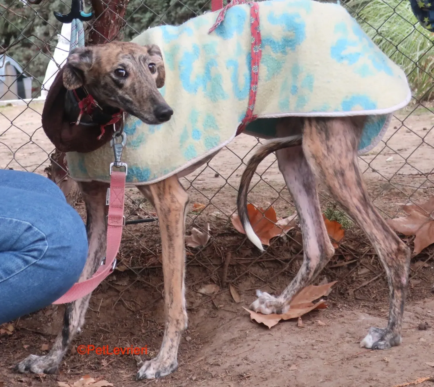 Effi adozione levrieri galgo 3