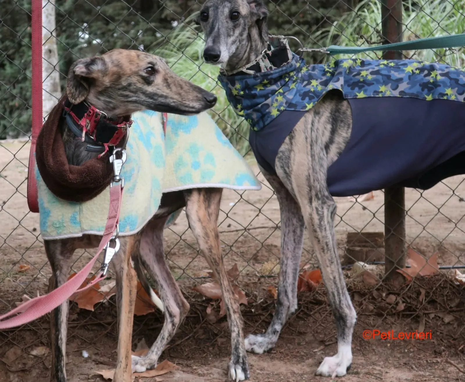 Effi e Cereza adozione levrieri galgo 1