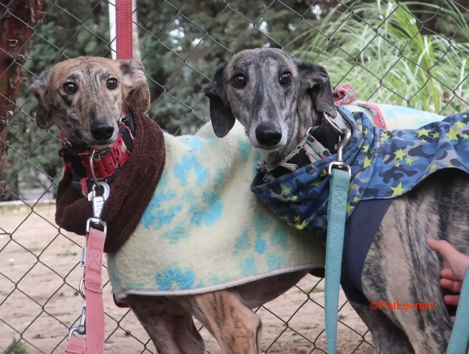 Effi e Cereza adozione levrieri galgo 2