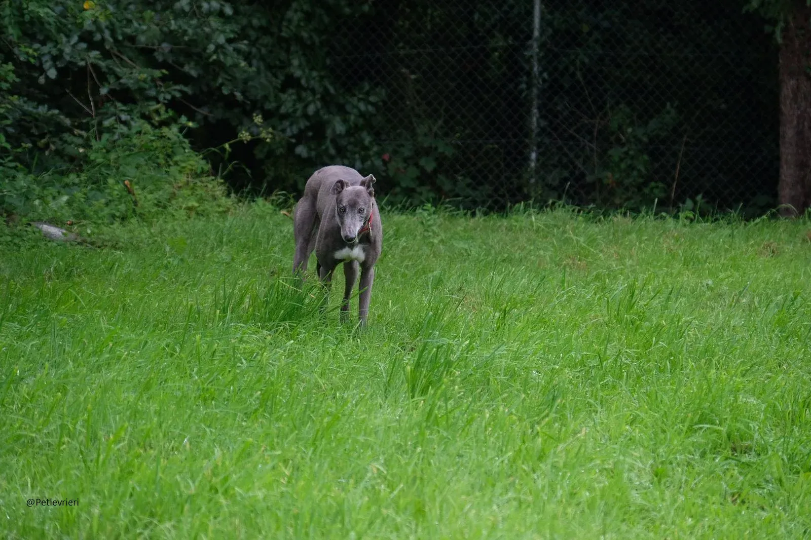 Eiffel Greyhound Blue Adozione Levriero 1