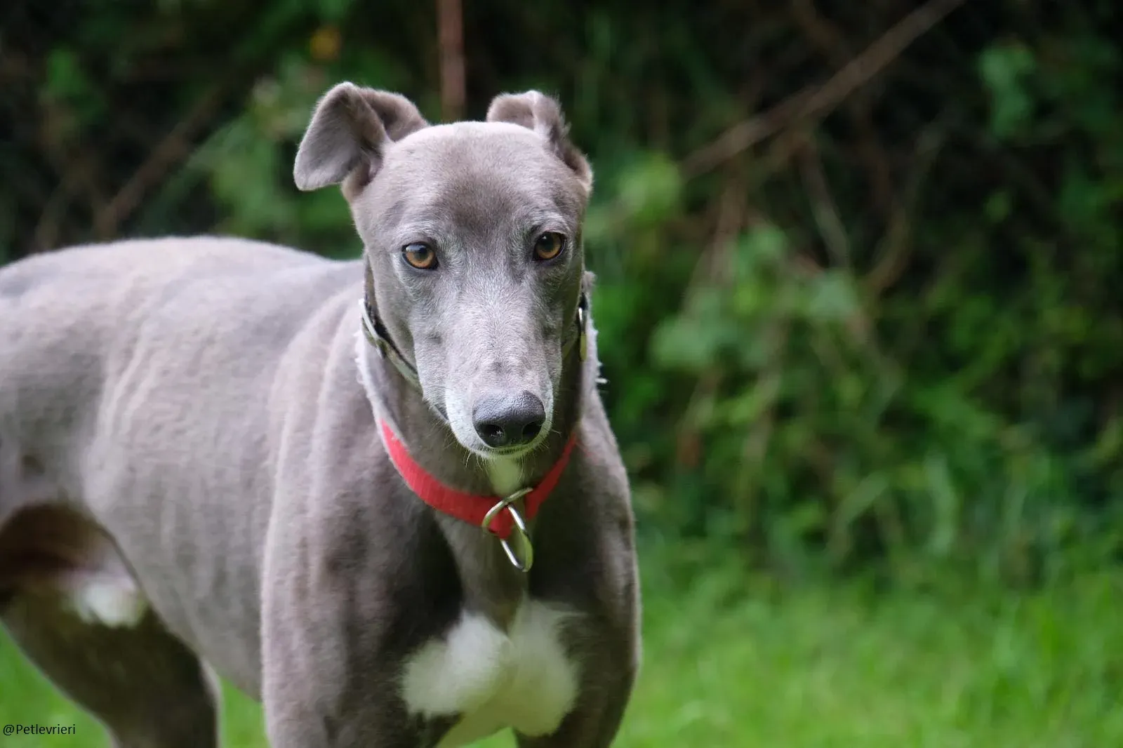 Eiffel Greyhound Blue Adozione Levriero 10