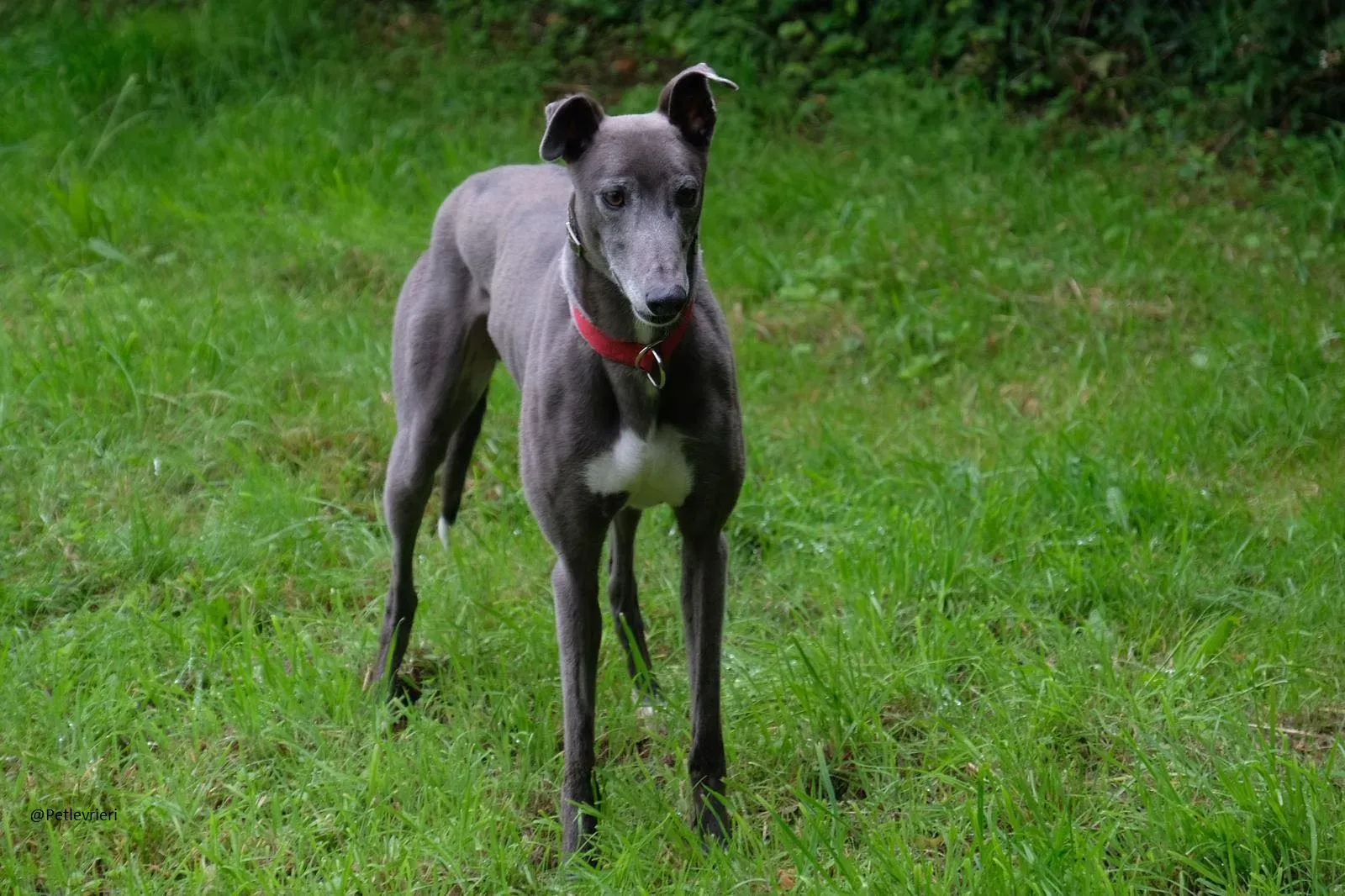 Eiffel Greyhound Blue Adozione Levriero 11