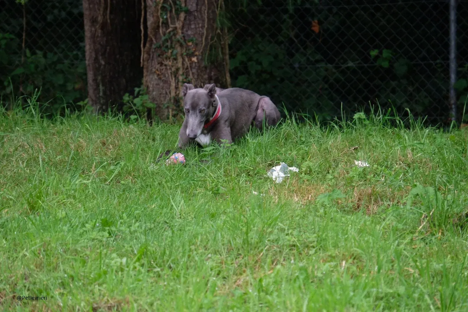 Eiffel Greyhound Blue Adozione Levriero 12