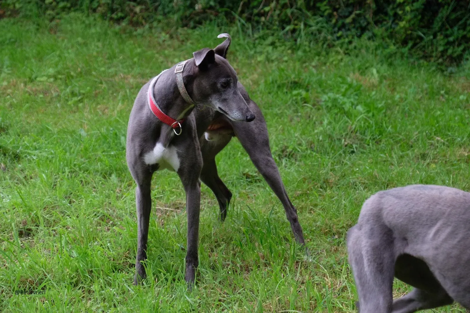 Eiffel Greyhound Blue Adozione Levriero 13