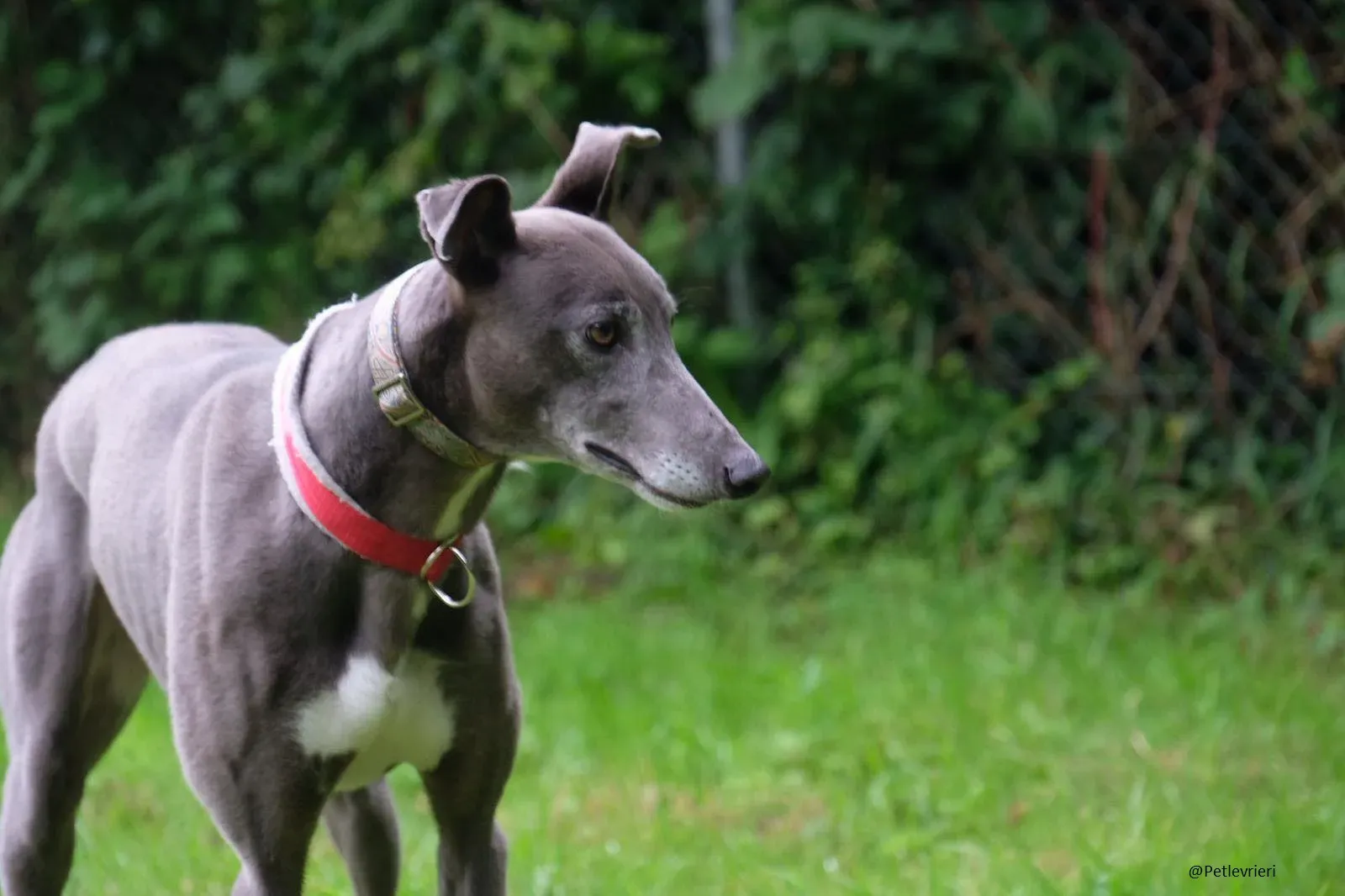 Eiffel Greyhound Blue Adozione Levriero 14