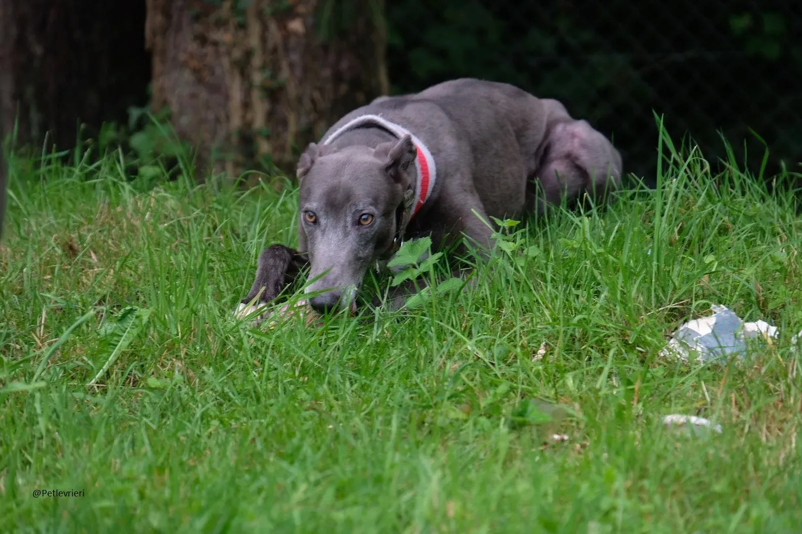 Eiffel Greyhound Blue Adozione Levriero 2