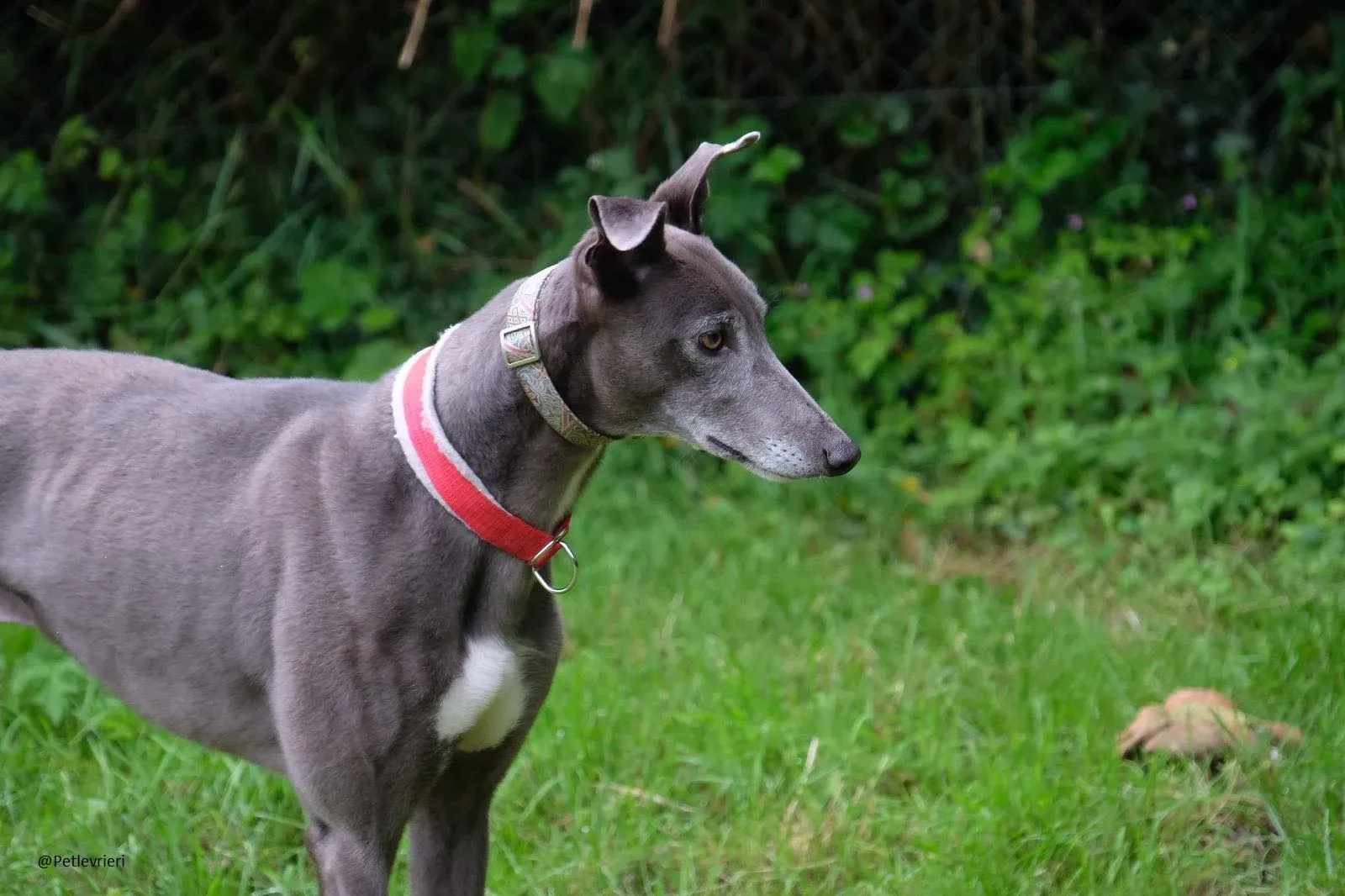 Eiffel Greyhound Blue Adozione Levriero 3