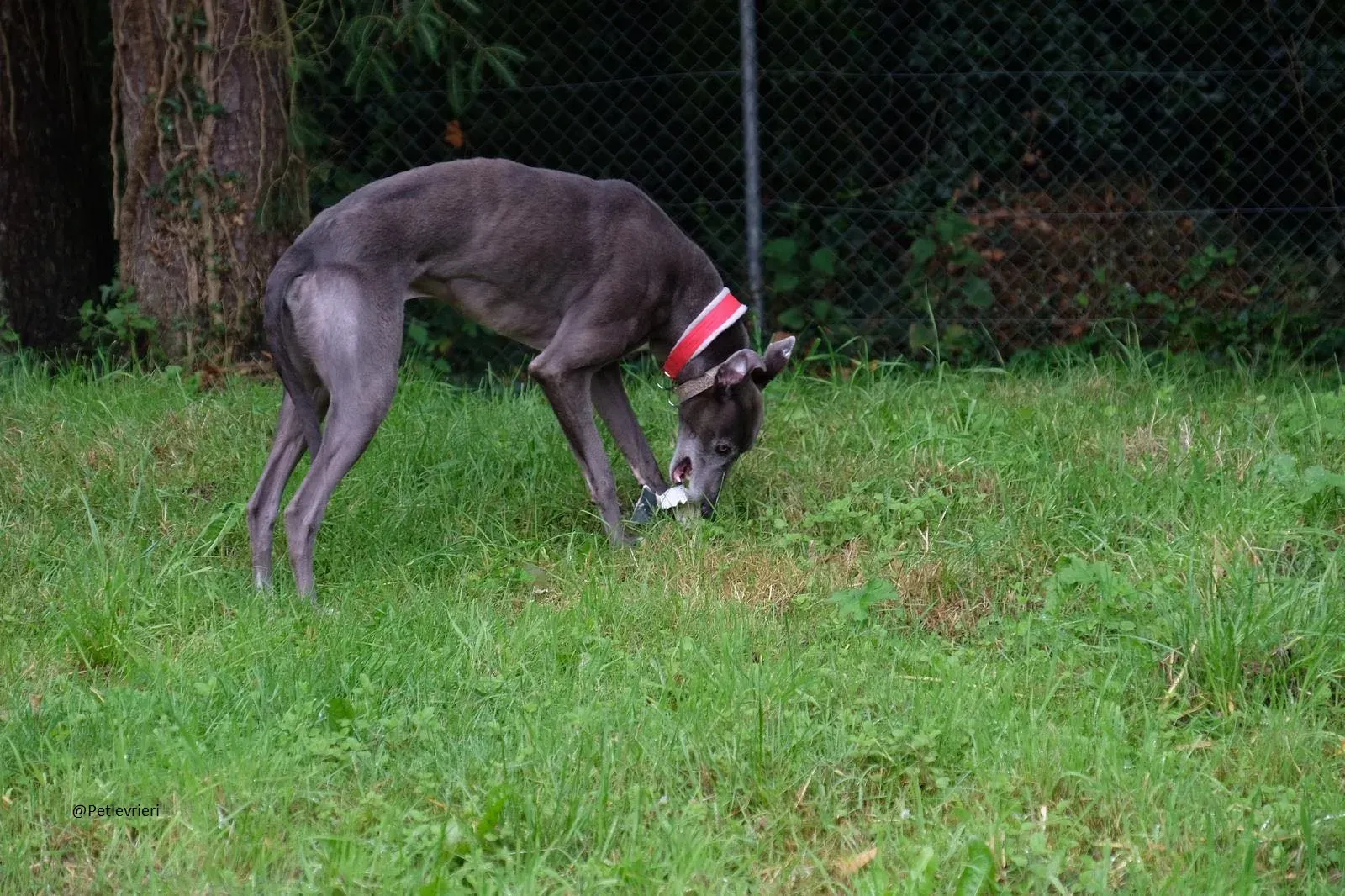 Eiffel Greyhound Blue Adozione Levriero 4