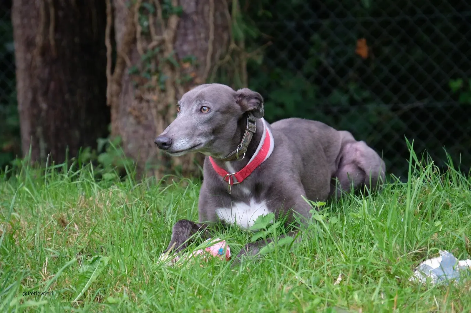 Eiffel Greyhound Blue Adozione Levriero 5