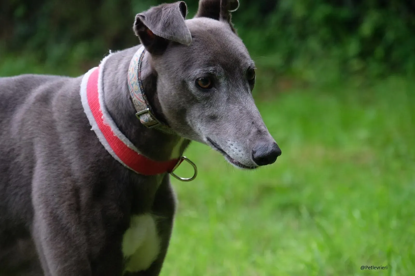 Eiffel Greyhound Blue Adozione Levriero 6