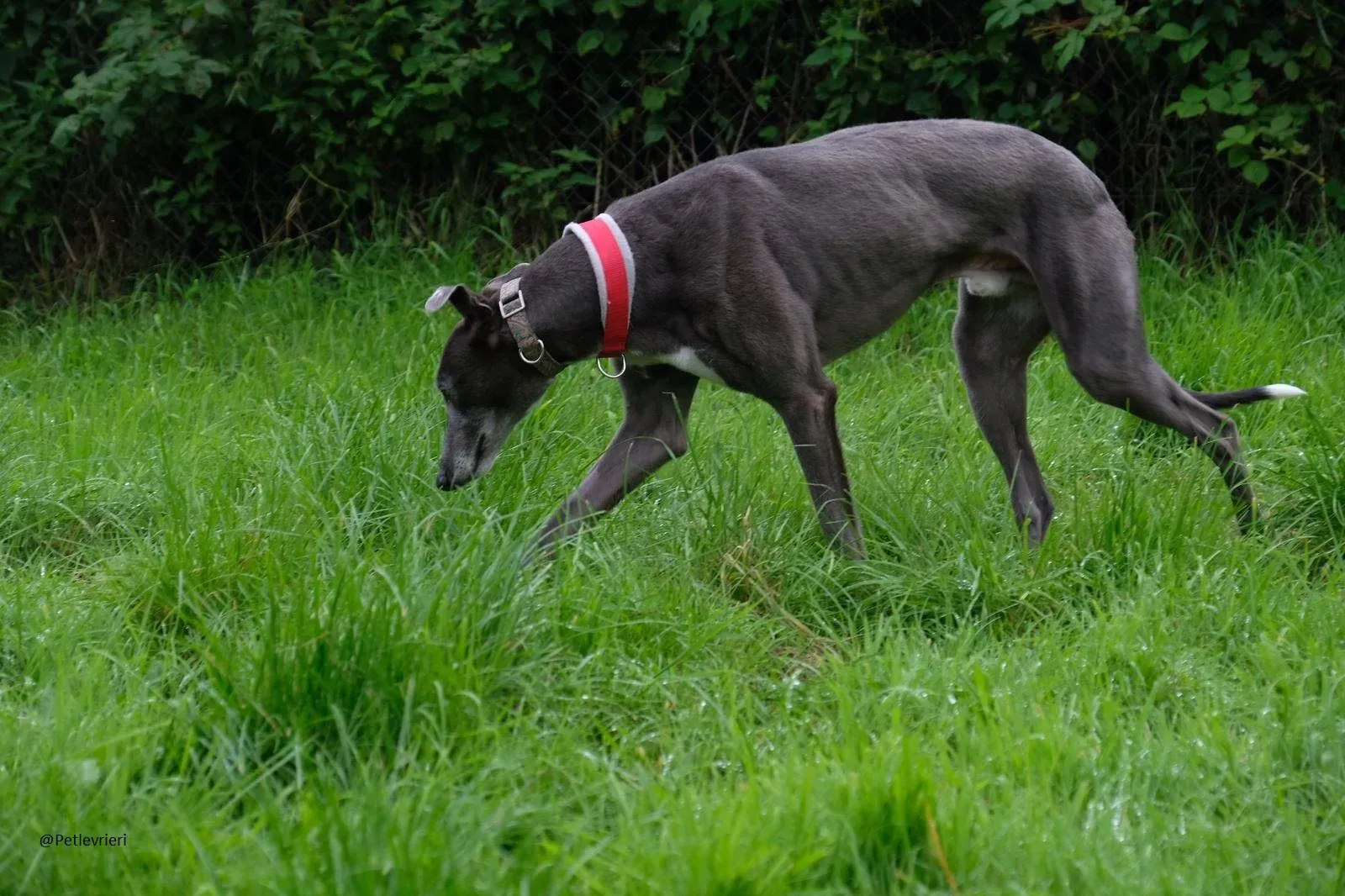 Eiffel Greyhound Blue Adozione Levriero 7