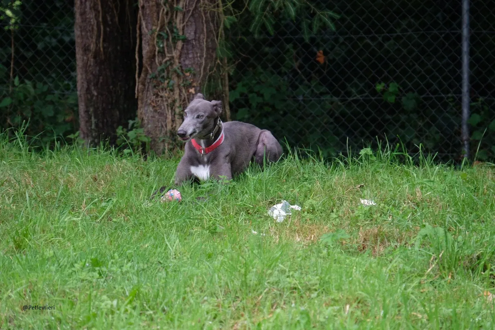 Eiffel Greyhound Blue Adozione Levriero 8