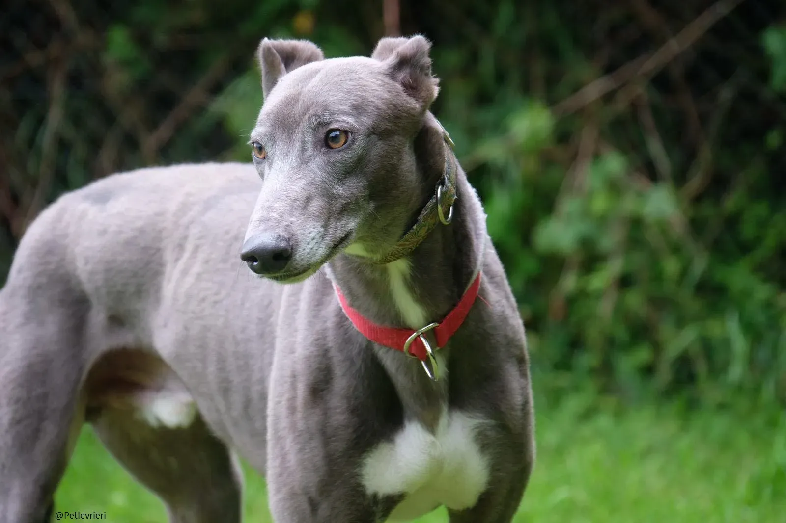 Eiffel Greyhound Blue Adozione Levriero 9