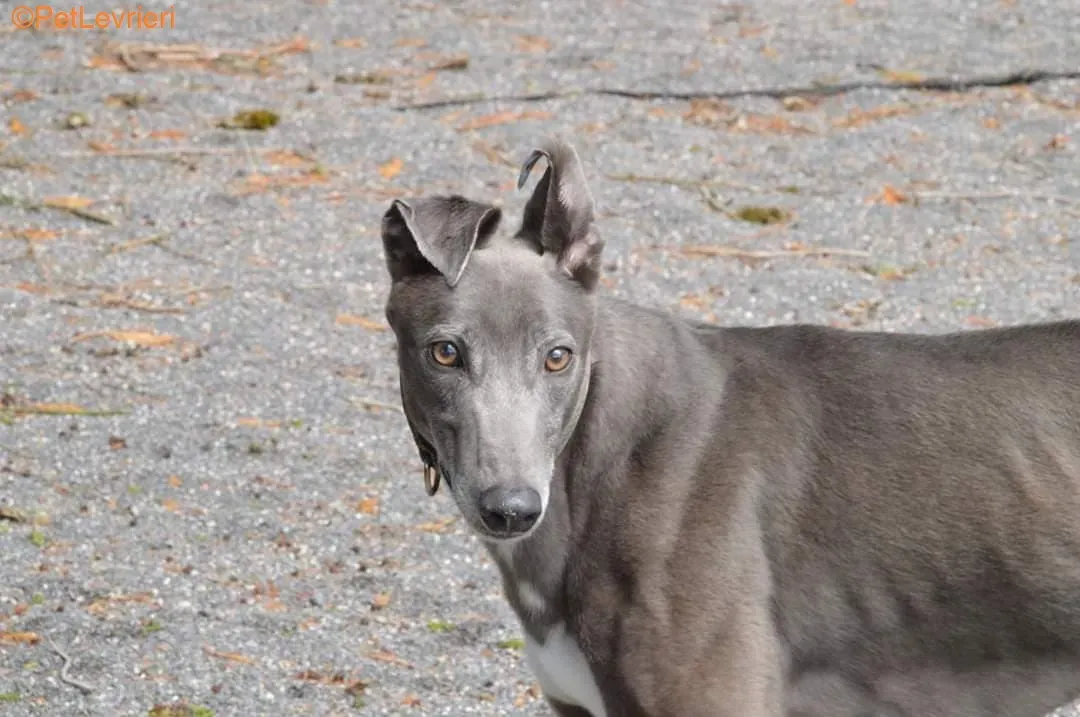 Eiffel adozione levrieri greyhound 1