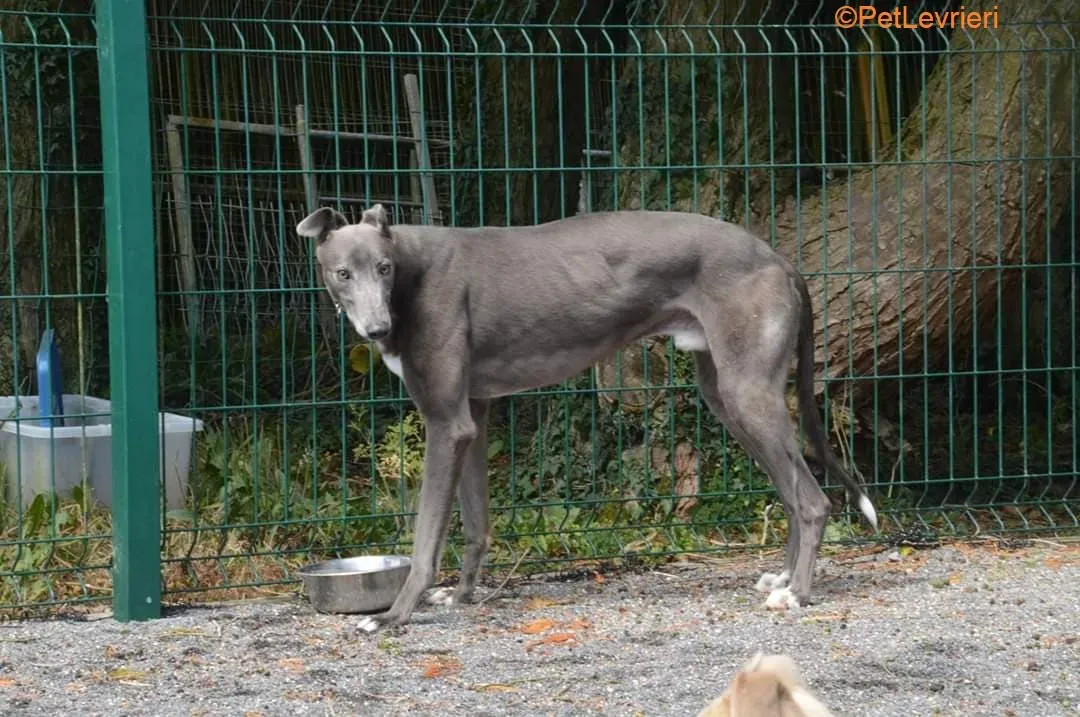 Eiffel adozione levrieri greyhound 2