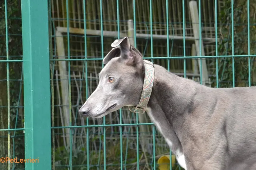 Eiffel adozione levrieri greyhound 3
