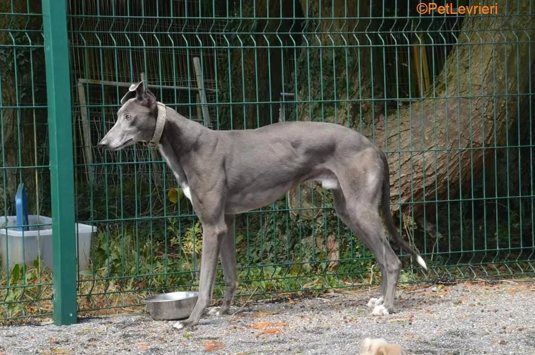Eiffel adozione levrieri greyhound 4